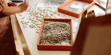 Coffee beans on a sieve on a tasting table