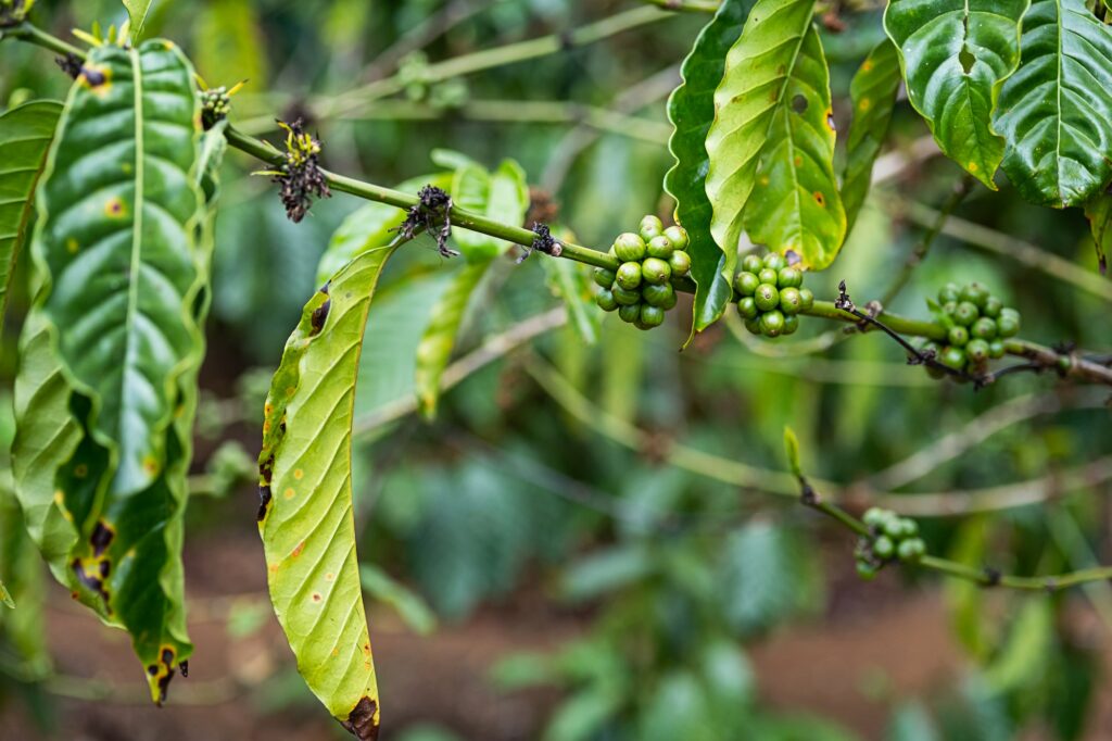 Coffee beans on coffee trees plantation, close up. Organic coffee berries in tropical garden.