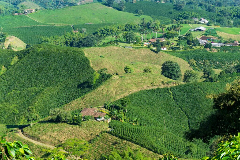 Colombian Coffee Farms