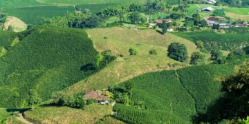 Colombian Coffee Farms