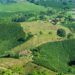 Colombian Coffee Farms