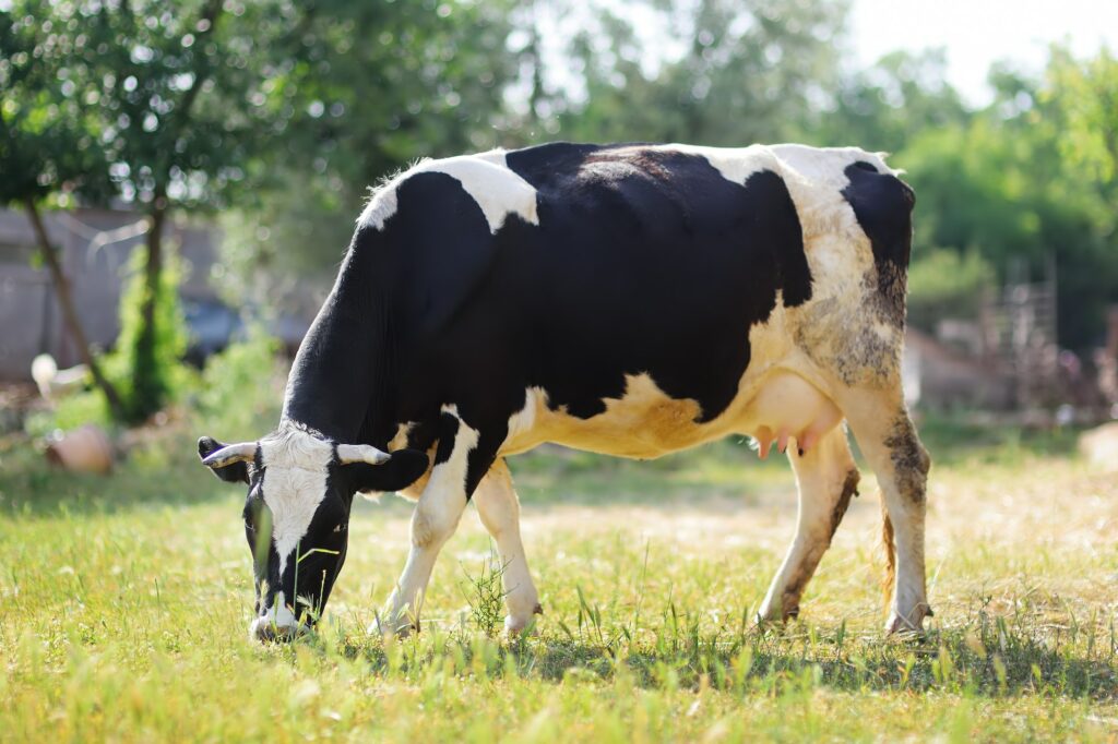 Cow grazing on a farm pasture