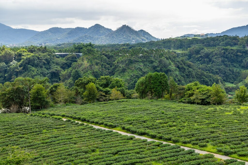 Fresh green tea terrace farm mountain in Nantou of Taiwan