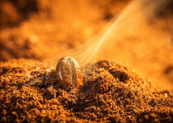 Grain roasted coffee aroma emitting