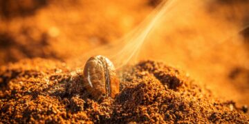 Grain roasted coffee aroma emitting