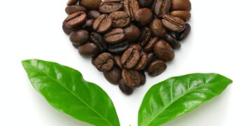 heart shaped roasted coffee beans and leaves, fair trade concept image isolated on white background