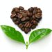 heart shaped roasted coffee beans and leaves, fair trade concept image isolated on white background