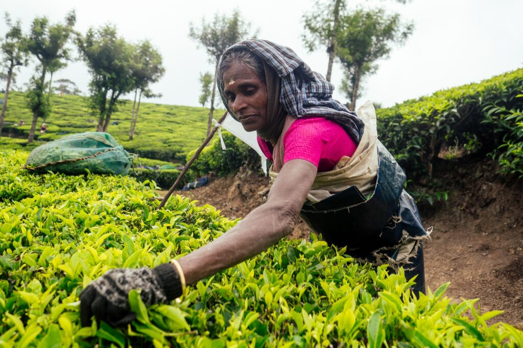 Indigenious indian picker woman working in chai plantations in Kerala Munnar
