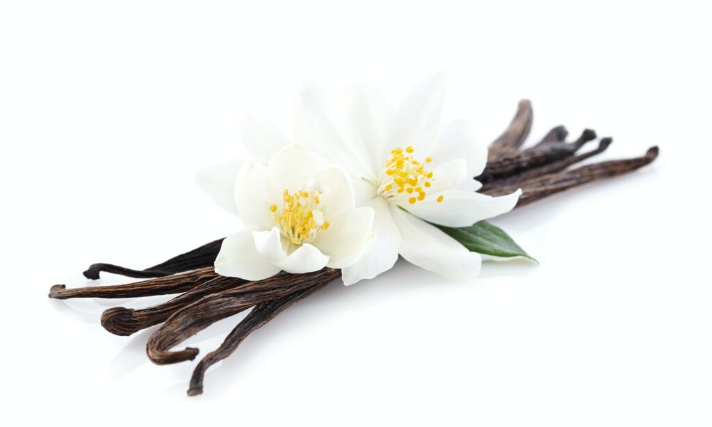 Jasmine flowers with vanilla on white background