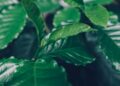 leaves of arabica coffee tree