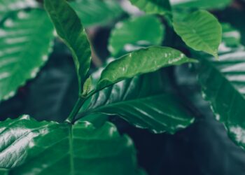 leaves of arabica coffee tree
