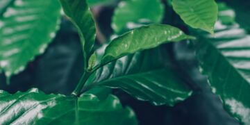 leaves of arabica coffee tree