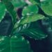 leaves of arabica coffee tree