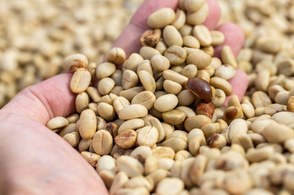 natural organic green coffee beans