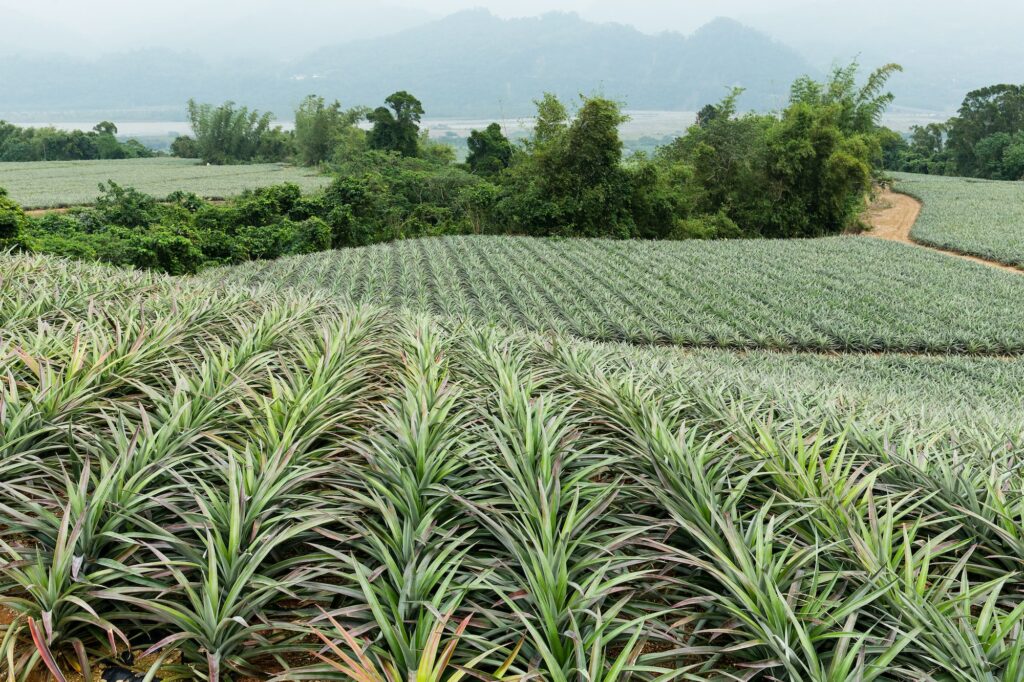Pineapple fruit farm