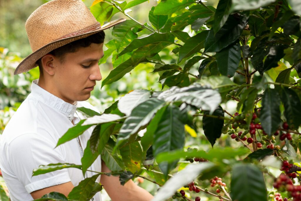 Young farmer working on a coffee farm. Man picking ripe coffee. Harvesting coffee.