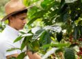Young farmer working on a coffee farm. Man picking ripe coffee. Harvesting coffee.