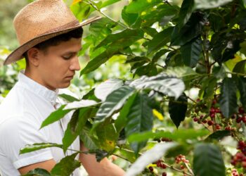 Young farmer working on a coffee farm. Man picking ripe coffee. Harvesting coffee.