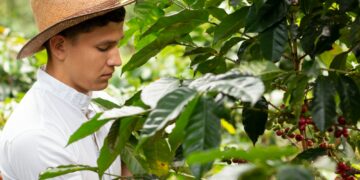 Young farmer working on a coffee farm. Man picking ripe coffee. Harvesting coffee.
