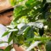Young farmer working on a coffee farm. Man picking ripe coffee. Harvesting coffee.