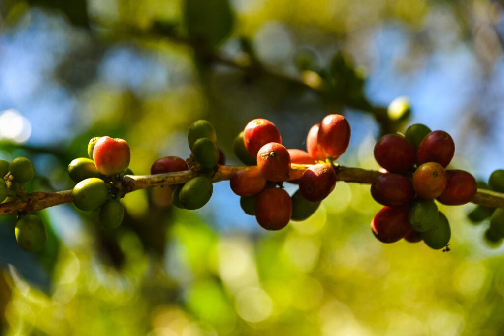 picking coffee beans in the jungles of Peru near San Ramon
