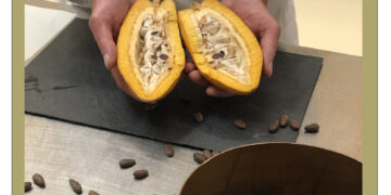 Die Geschichte des Kakaos