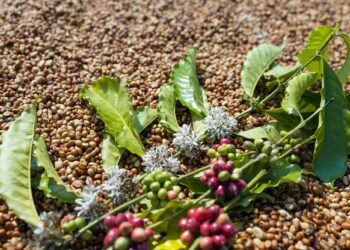 The beginning of Robusta coffee