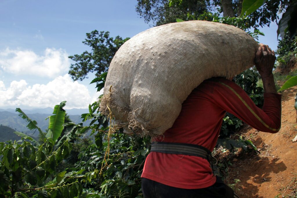 Coffee farm worker carrying harvest