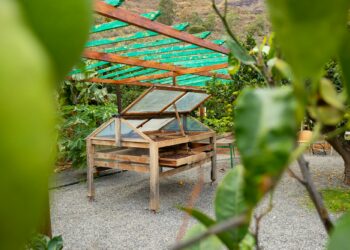 Organic Coffee Beans Drying In Crates at Farm