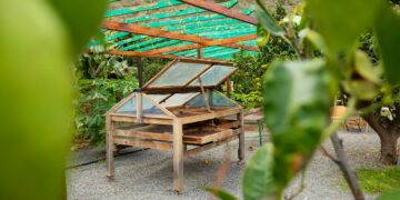 Organic Coffee Beans Drying In Crates at Farm