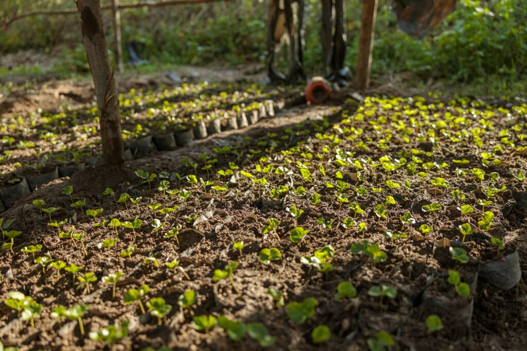 Coffee plant seeds in nurseries in coffee farm