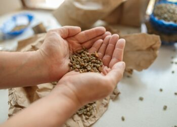Professional male coffee taster holding coffee beans in palms for tasting