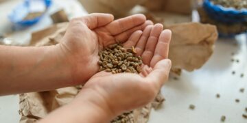 Professional male coffee taster holding coffee beans in palms for tasting