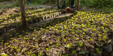 Coffee plant seeds in nurseries in coffee farm