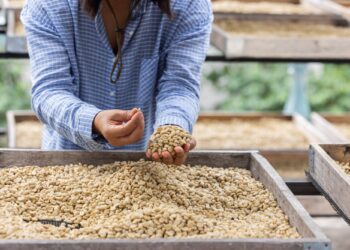 Coffee Quality Control for Global Coffee Trade