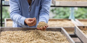 Coffee Quality Control for Global Coffee Trade