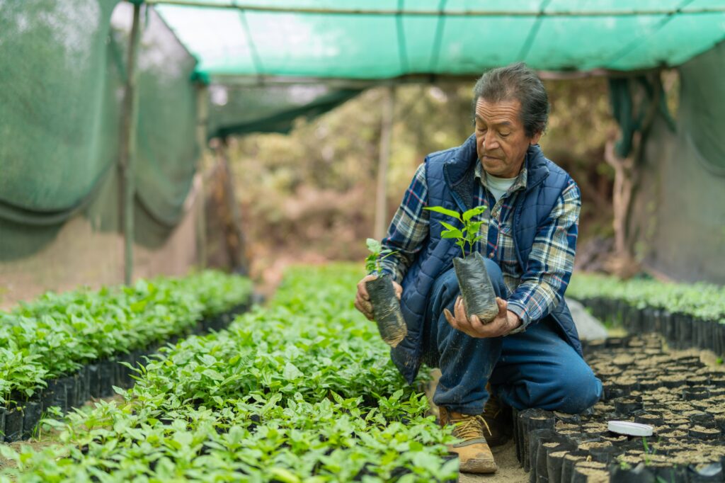 Latin farmer holding coffee seedling in nursery