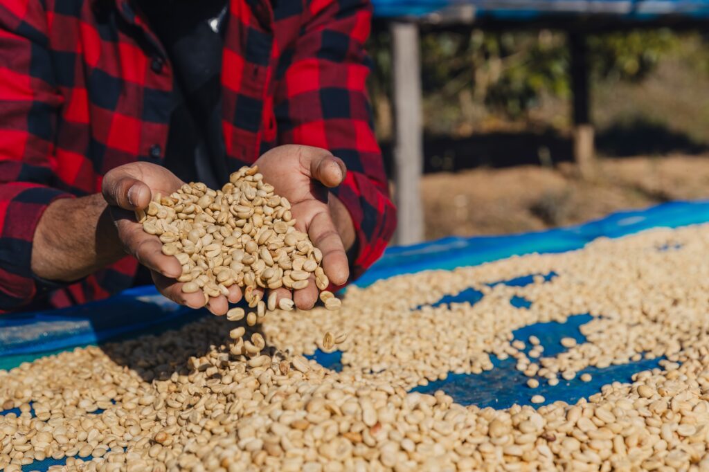 Male worker inspect and tossing dried coffee beans with hands at farm outdoors.