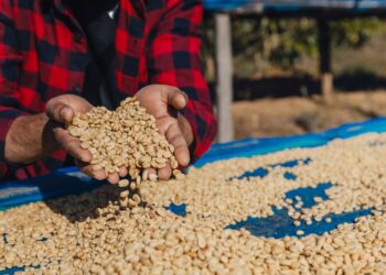 Male worker inspect and tossing dried coffee beans with hands at farm outdoors.