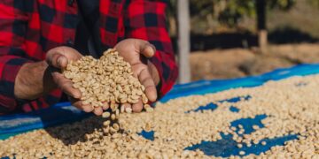 Male worker inspect and tossing dried coffee beans with hands at farm outdoors.