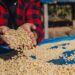 Male worker inspect and tossing dried coffee beans with hands at farm outdoors.